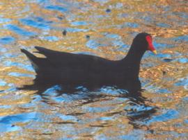 Dusky Moorhen