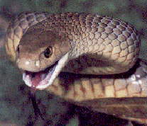 Eastern Brown Snake