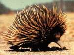 Echidna