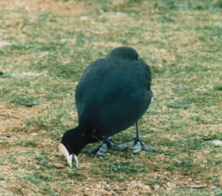 Eurasian Coot
