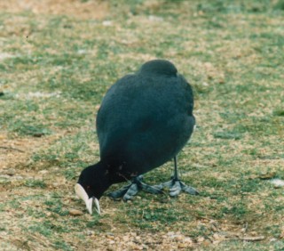 Eurasian Coot