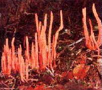 Devils Tongue Fungus