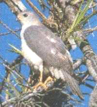 grey goshawk