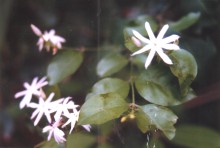 Native Jasmine