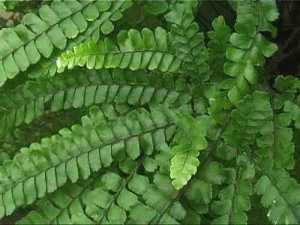 Maidenhair Fern