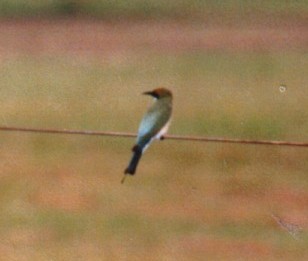 Rainbow bee-eater