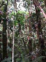 Rainforest Understorey, Chambers Wildlife Rainforest Lodge