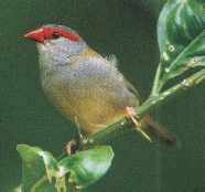 Red Browed Firetail