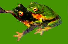 Northern Red-eyed Tree Frog