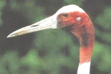 sarus crane