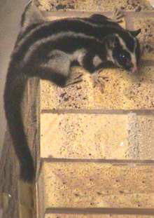 Striped Possum