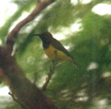 Yellow-bellied Sunbird