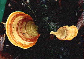 Bracket Fungi