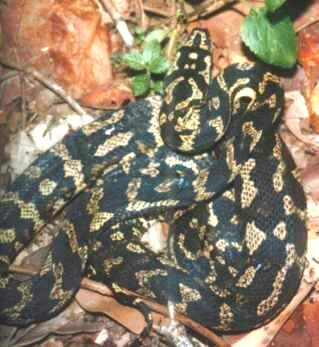 Carpet Python