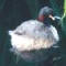 Australasian Grebe