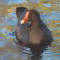 Dusky Moorhen