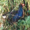 Purple Swamphen